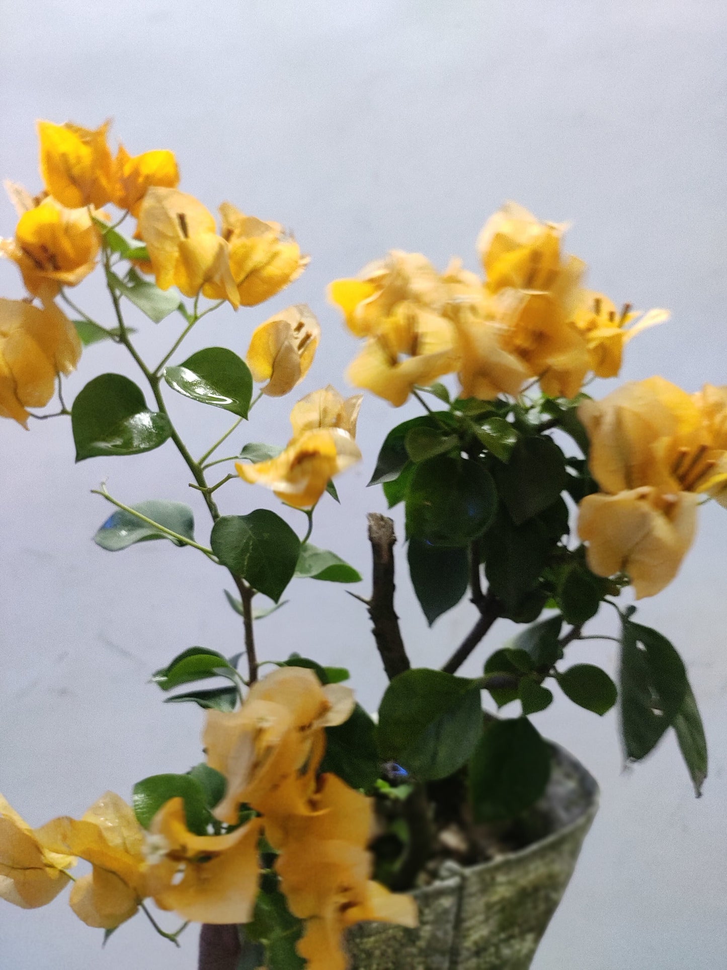 Seeds Yellow Bougainvillae Plant