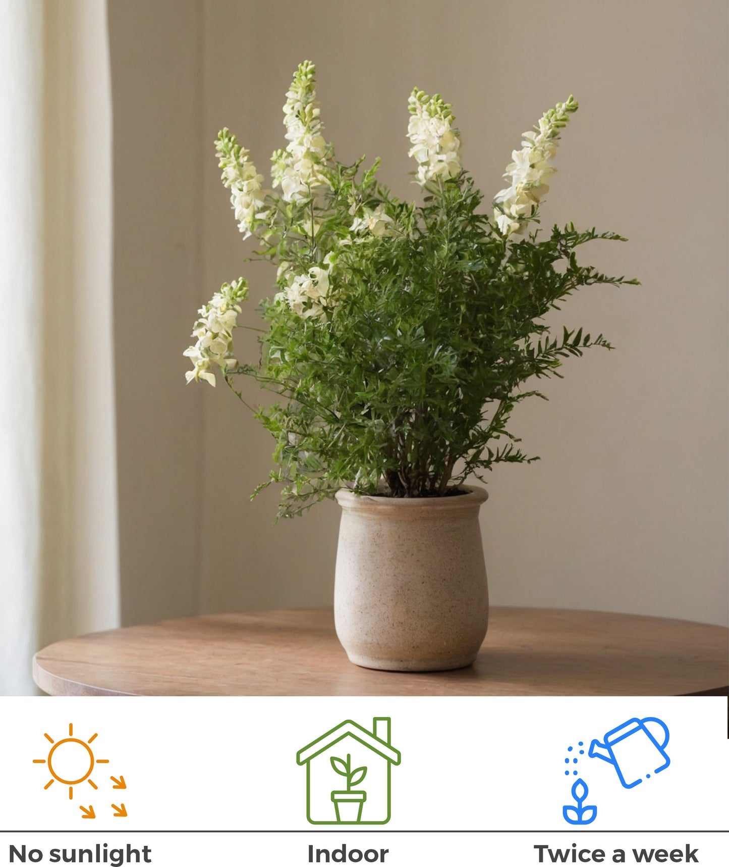 Seeds Live Badi Elaichi / Cardamom Plant - 1 Live Helthy Outdoor & Indoor Medicinal Plants