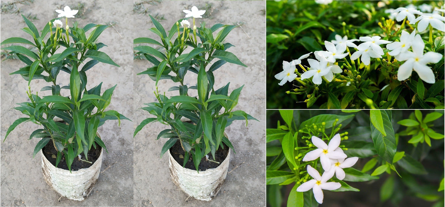 Seeds Jasmine Flower Plant