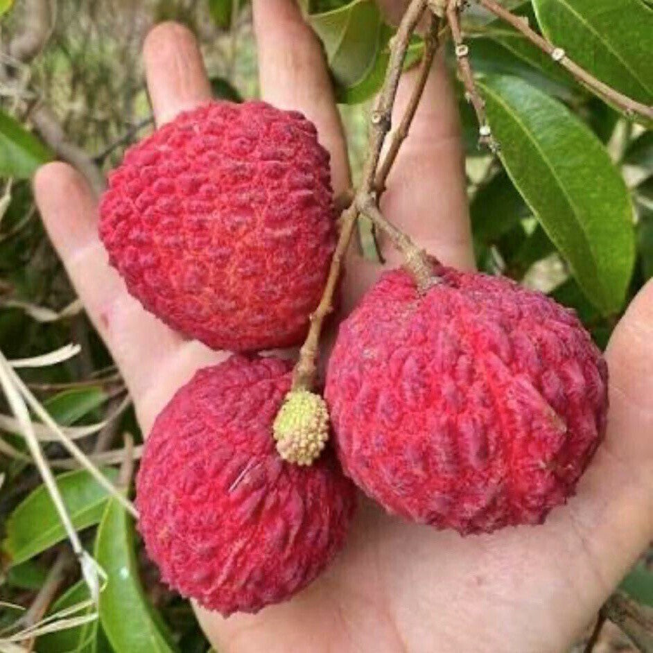Seeds Hybrid Litchi / Lychee Fruit Live Plant