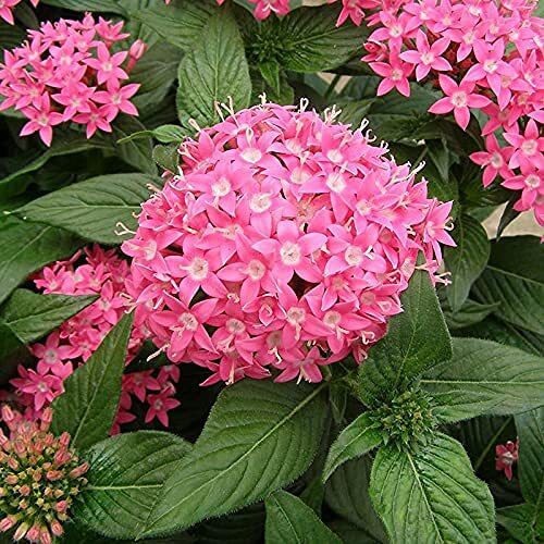 Seeds Pentas Plant Pink - Flowering Plants Flowers Garden Live Plant Nursery Indoor Outdoor Living Plants