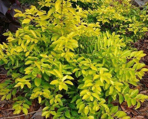 Seeds Live Golden Duranta Plants