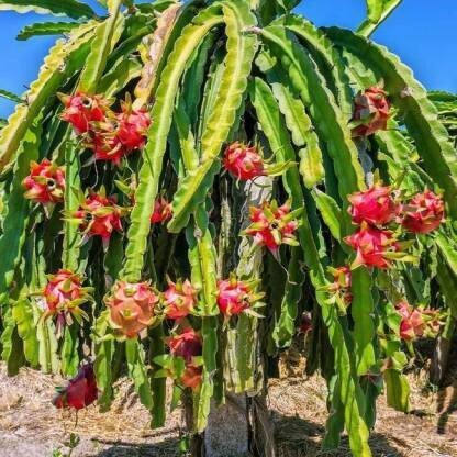 Seeds Dragon Fruit Plant (Hybrid Pack of 1)
