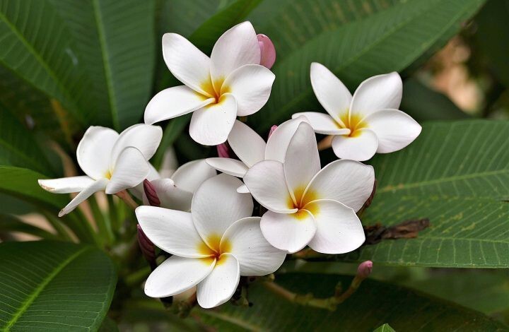 Seeds Chapa Phool/ Plumeria (White)