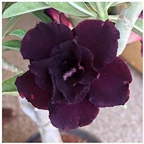 Seeds Adenium Plante