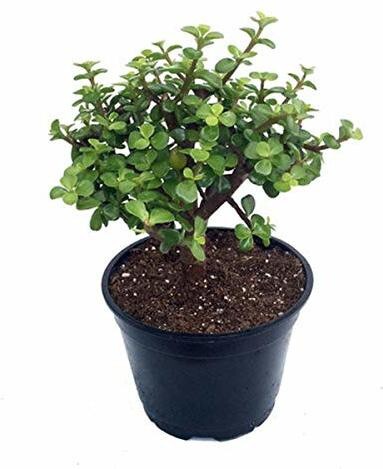 Seeds Combo of 2 Money Plant and Jade Plant