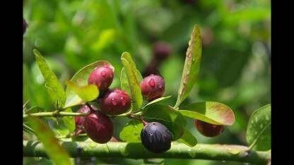 Seeds Karonda Plant/Karmocha Live Plant