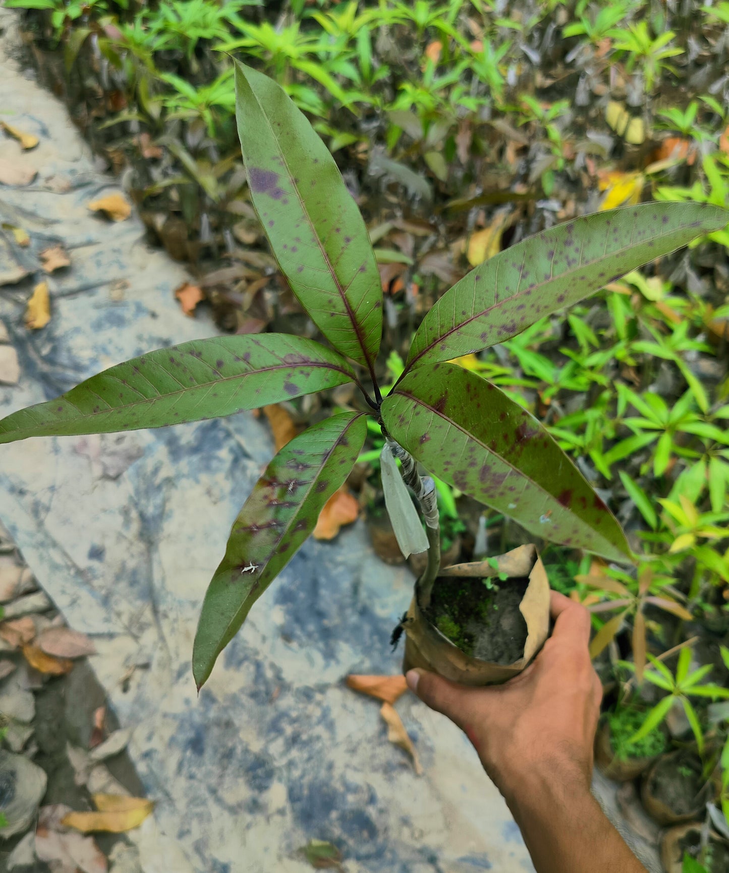 Seeds Bombay Dwarf Variety Mango Live Plant.