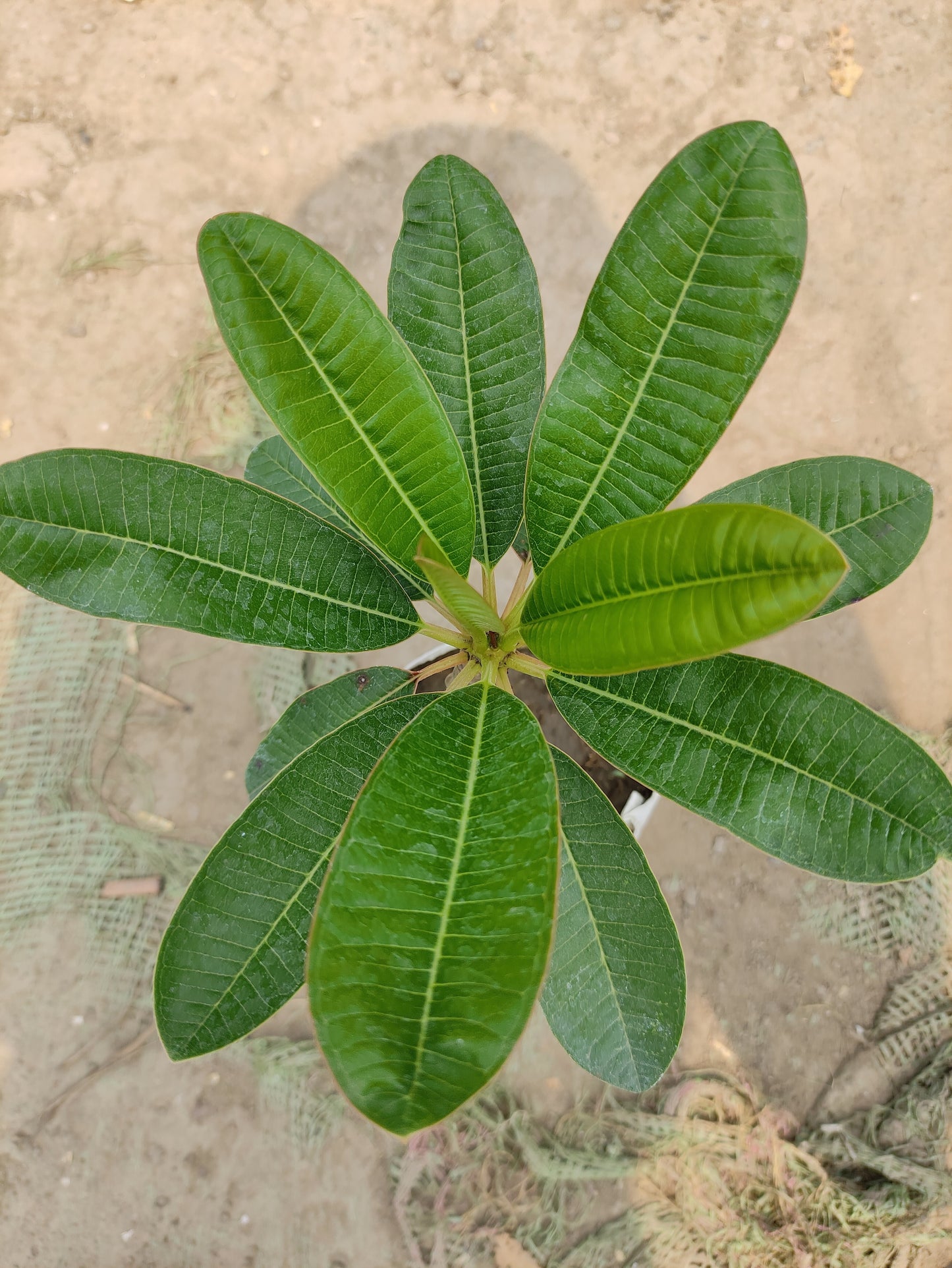 Seeds Pink Plumeria Flowers Plant.