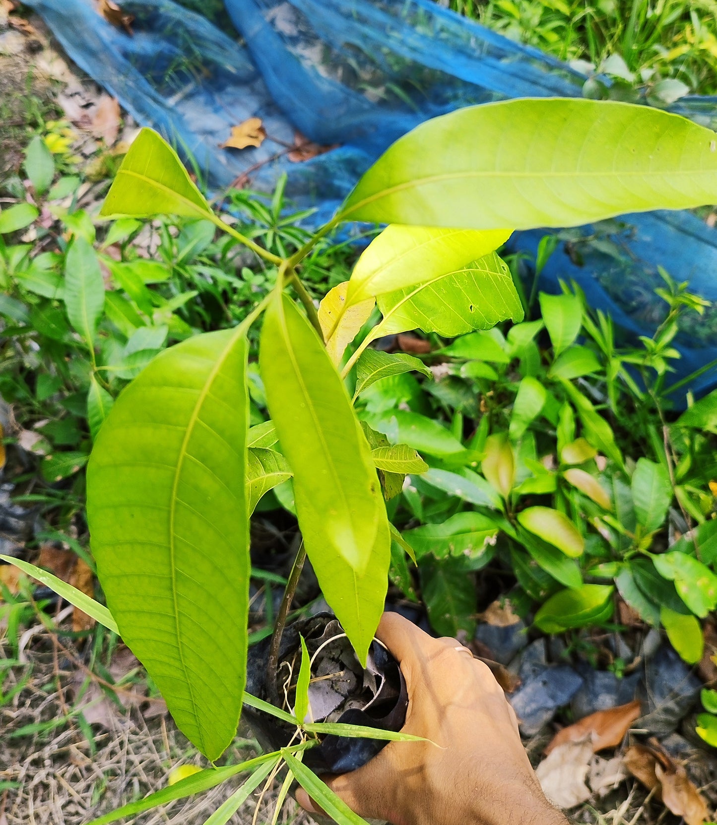 Seeds Hybrid Thai Banana Shaped Mango Grafted Live Plant. Thai