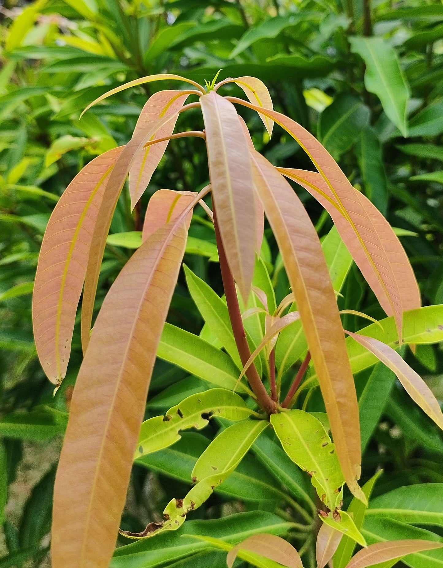 Seeds Mango Honey Sweet Chaunsa Variety Fruit Grafted Live Plant & Tree (1.5-2 Ft Size)