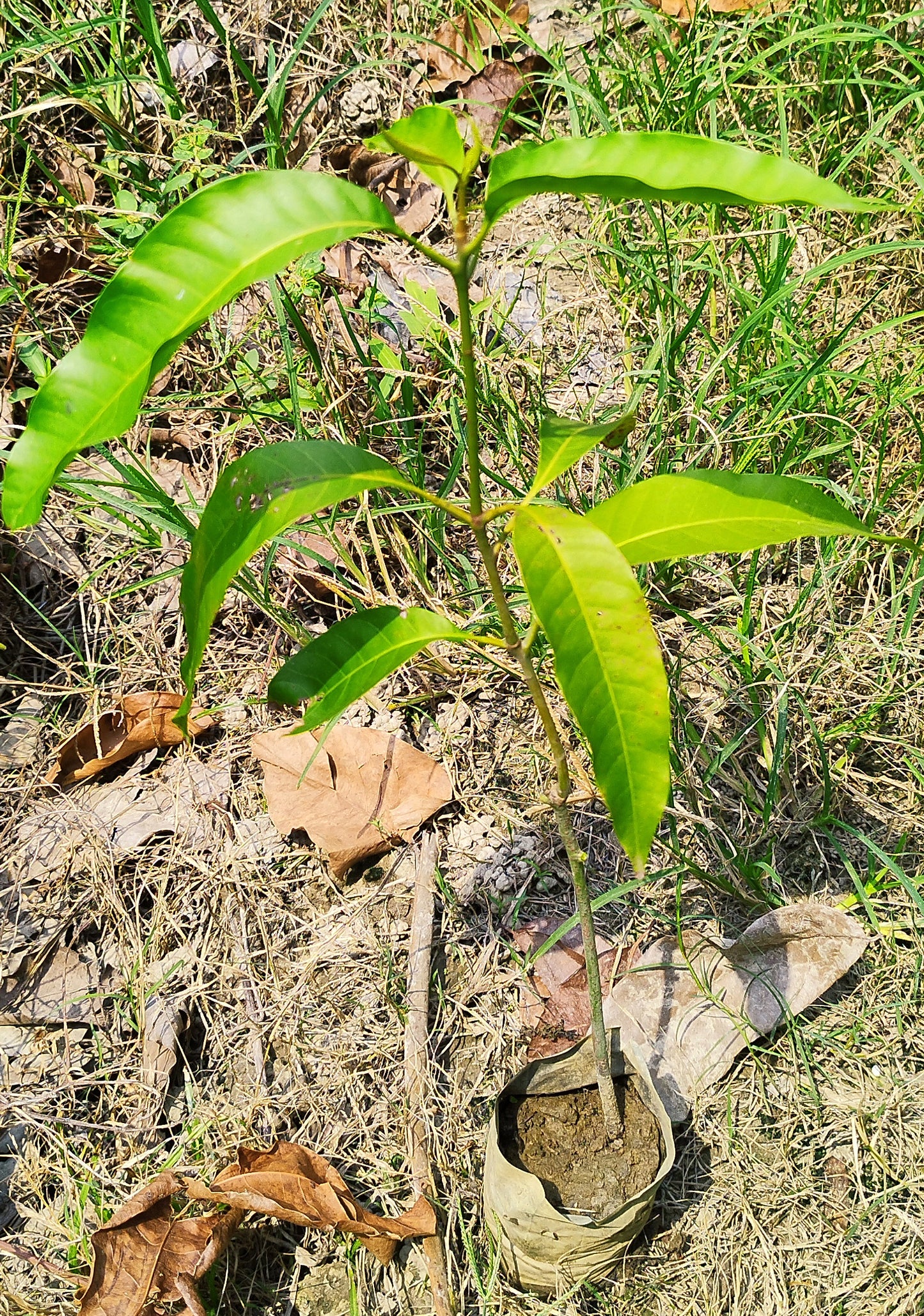 Seeds Chhapra Mango Plant- Grafted