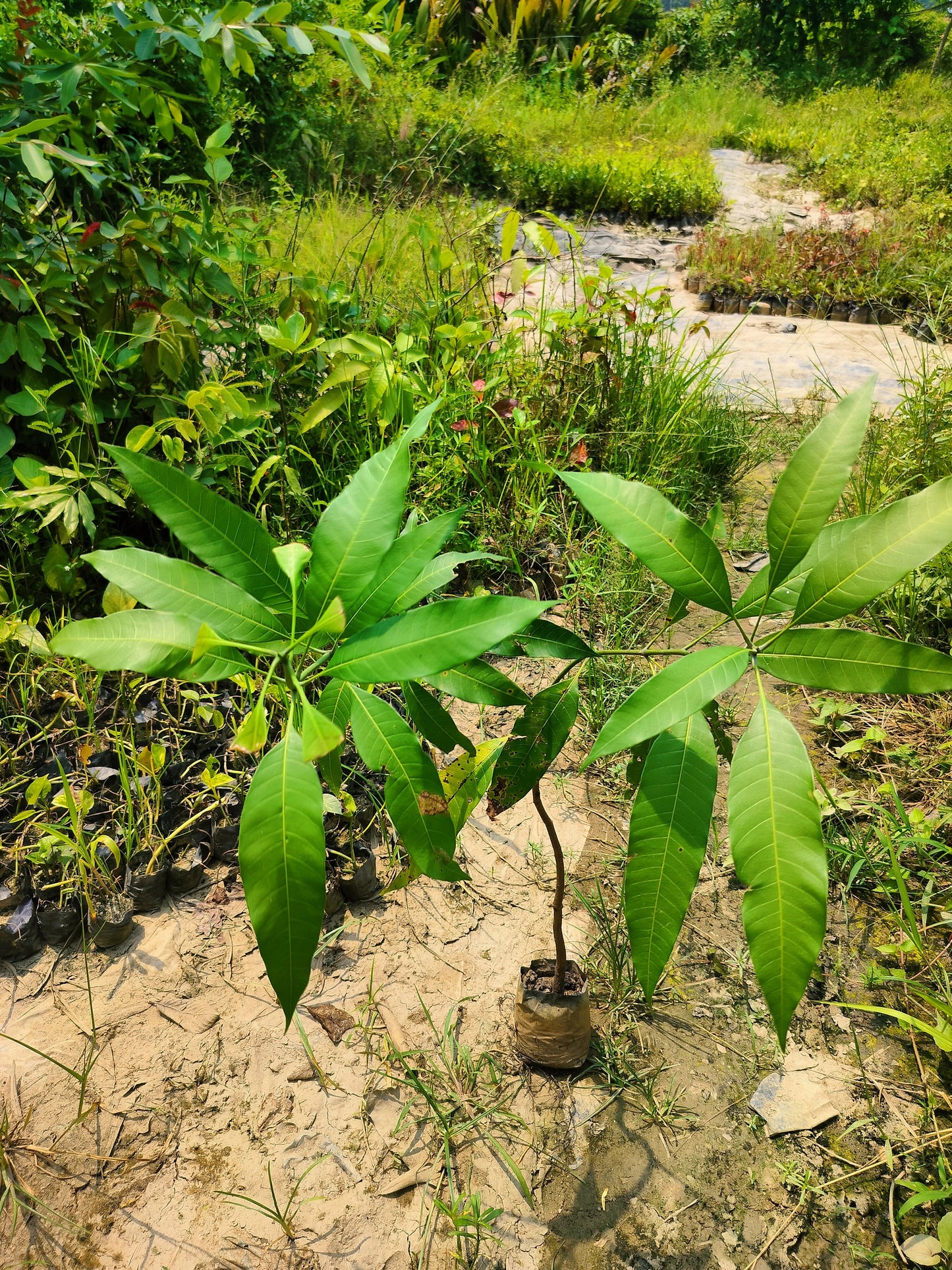 Seeds Gardens Rare Dwarf Malasian Red Mango Tree Grafted 1 Healthy Live Plants