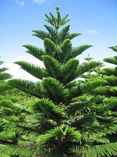 Seeds Arkeria Medium Size Christmas Tree