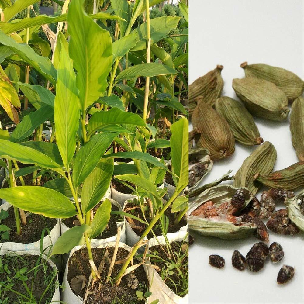 Seeds Live Badi Elaichi / Cardamom Plant - 1 Live Helthy Outdoor & Indoor Medicinal Plants