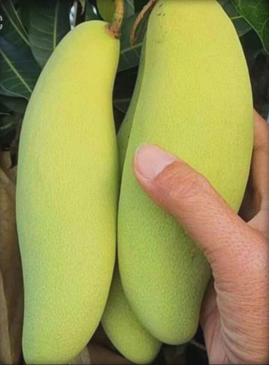 Seeds Hybrid Thai Banana Shaped Mango Grafted Live Plant