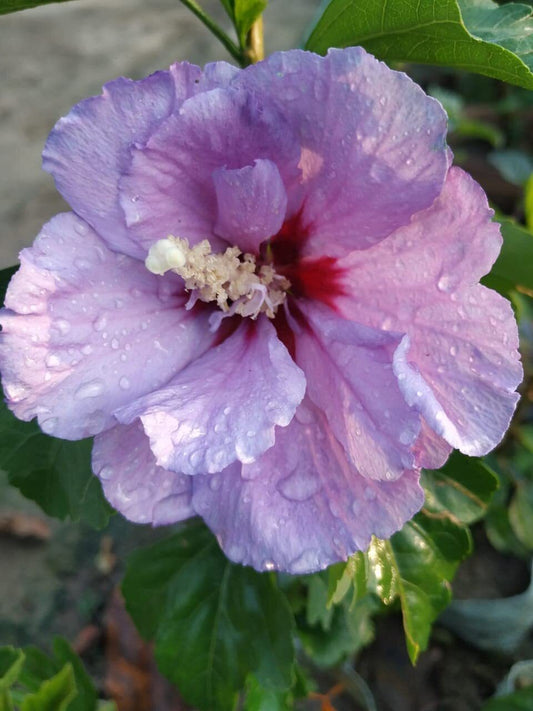 Seeds Hibiscus Hybrid Plant