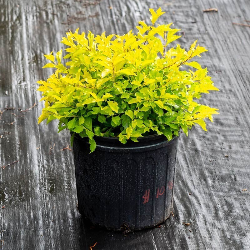 Seeds Live Golden Duranta Plants