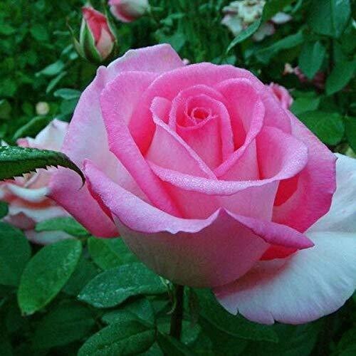 Seeds Flower Live Plant - Rare Healthy Bush Rose" Rosa" Flowering Plant - 1 Healthy Plant In Poly Bag
