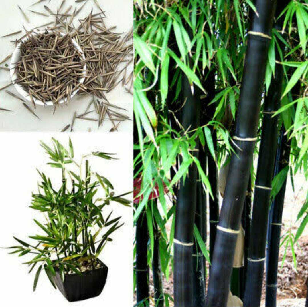 Seeds Chaina Bamboo Plant
