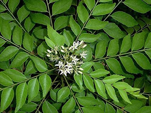 Seeds Curry Leaf Plant (Hybrid, Pack of 1)