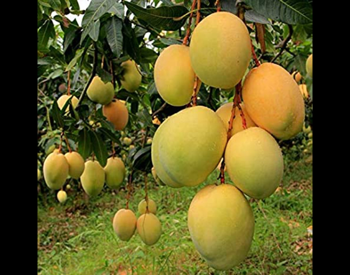 Seeds Mango Japanese Variety