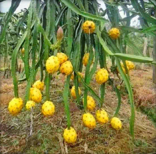 Seeds Yellow Dragon Fruit Live Plant