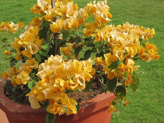 Seeds Yellow Bougainvillae Plant