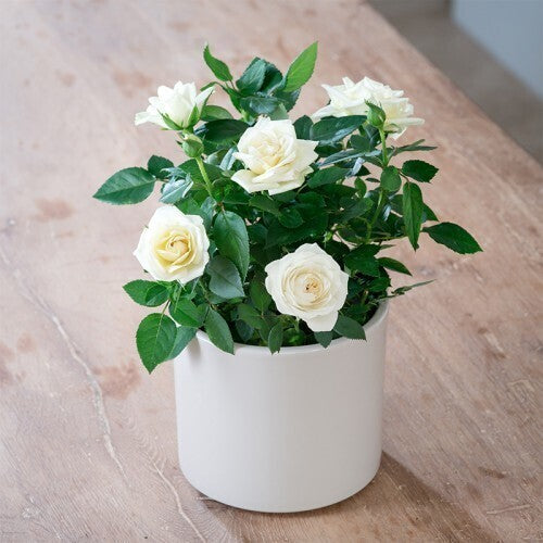 Seeds Live White Rose Flower Plant - Beautiful White Flower Plants