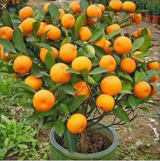Seeds Orange Plant
