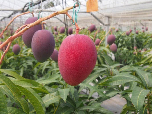 Seeds Live Mango All Season/Aam Baramasi Fruit Healthy Plants
