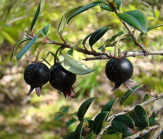 Seeds Black Guava, Amrud - Plant