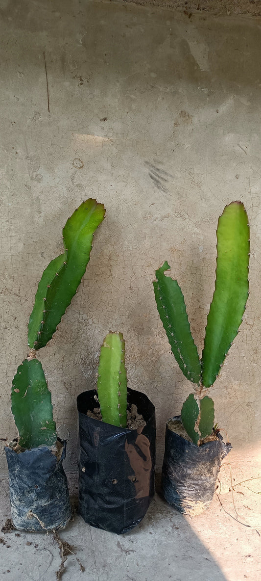 Seeds Dragon Fruit Plant (Hybrid Pack of 3)