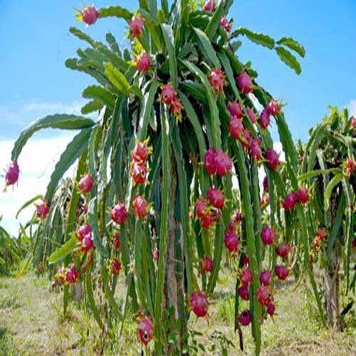 Seeds Red Dragon Fruit Plannt Roofgarden