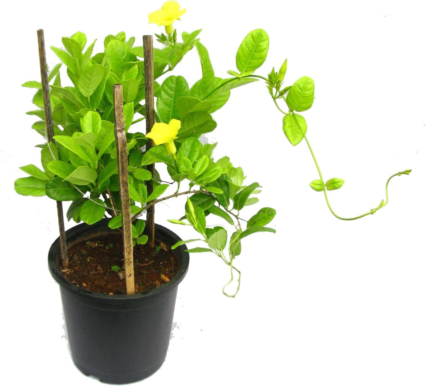 Seeds Allamanda Vines Live Flower Plant with Pot (Pack of 1)