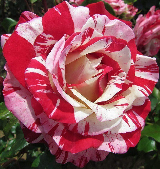 Seeds Hybrid Rose Plant