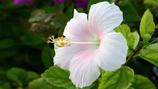 Seeds Hibiscus Plant