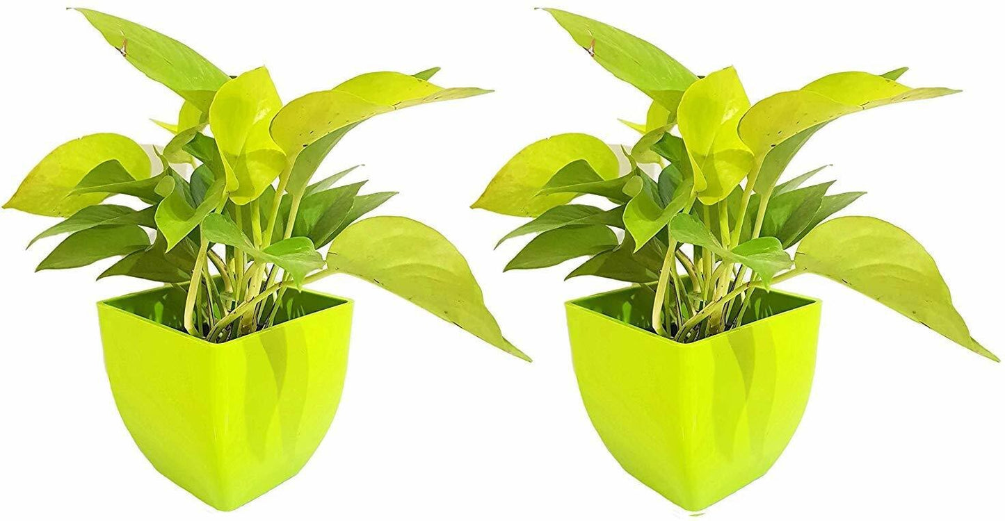 Seeds Air Purifying Good Luck Golden Money Plant - Feng Shui Pothos Plant [Pack of 2 Plants]