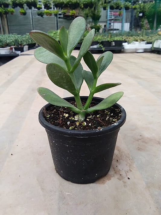 Seeds Crassula Plant