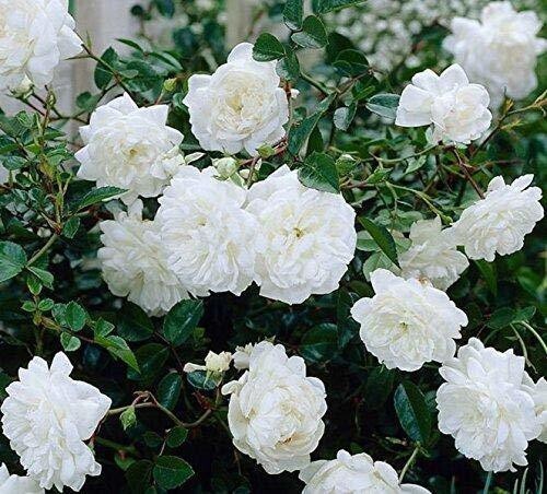 Seeds White Rose