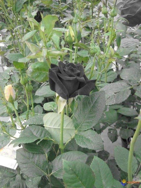 Seeds Black Rose