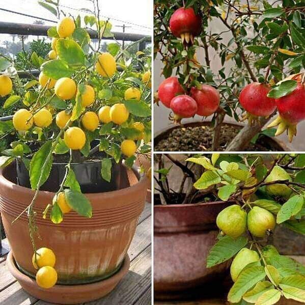 Seeds Top 3 Fruit Plants To Grow In Pots