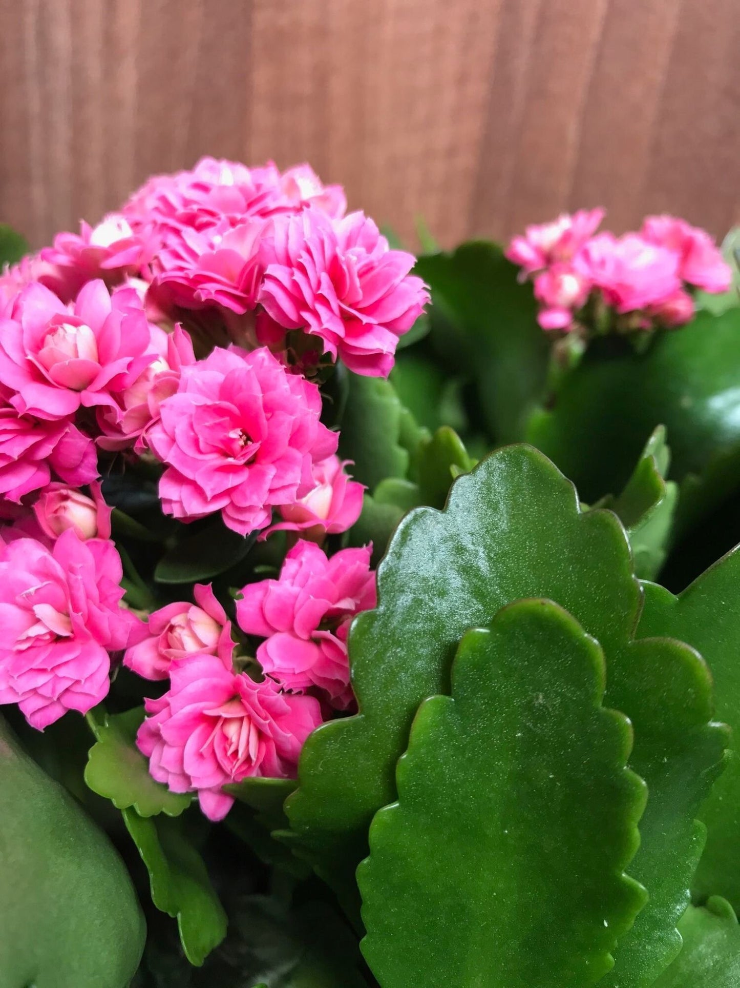 Seeds Kalanchoe Fl)Ower Plants (Pink)
