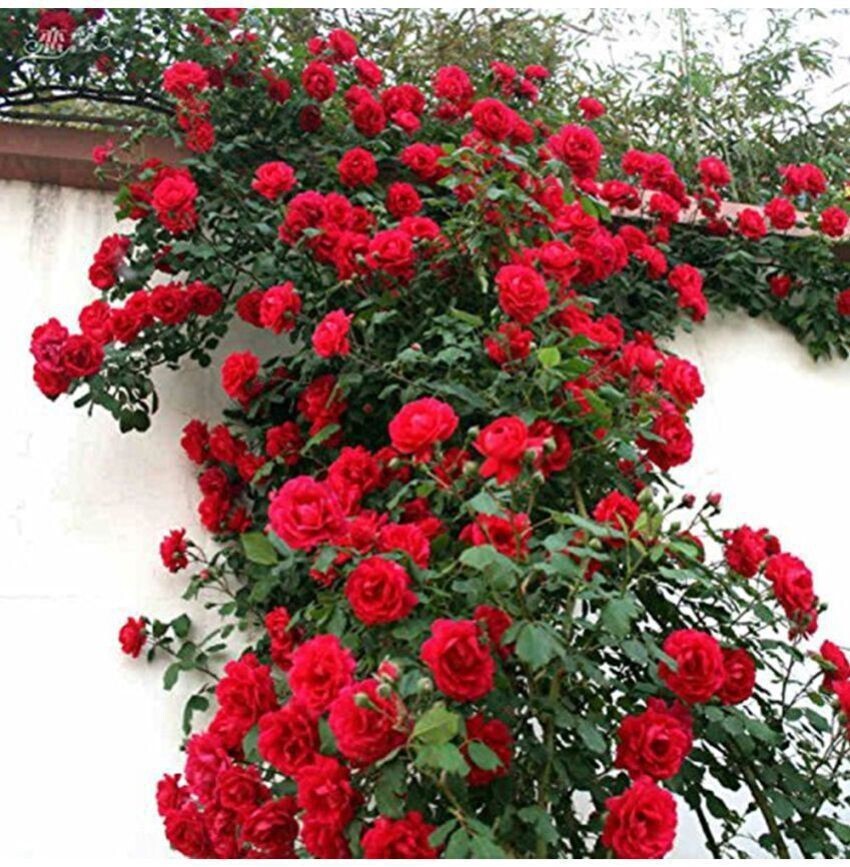 Seeds Rose Flower Plant