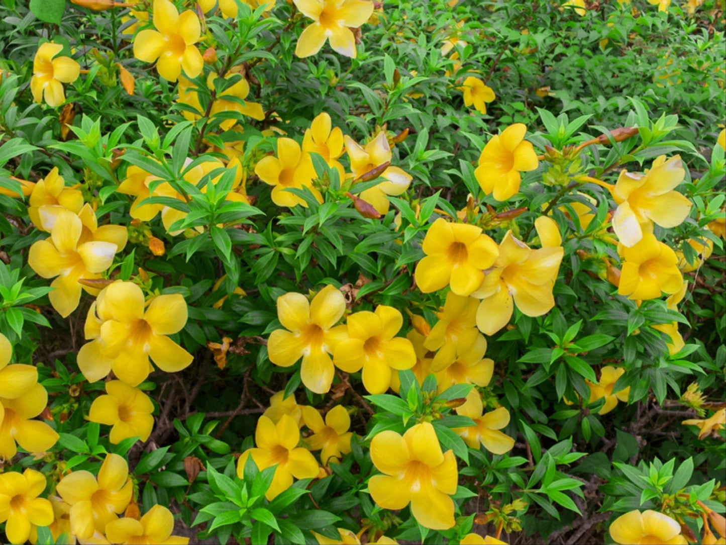 Seeds Allamanda Flower Plant