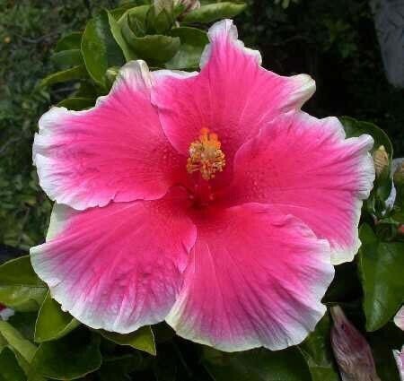 Seeds Hibiscus Red & White Plant