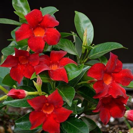 Seeds Mandevilla Red Flowers Plant.