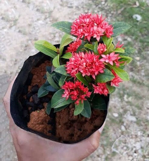 Seeds Hybrid Madhumalati/Rangoon Creeper with Little Pot