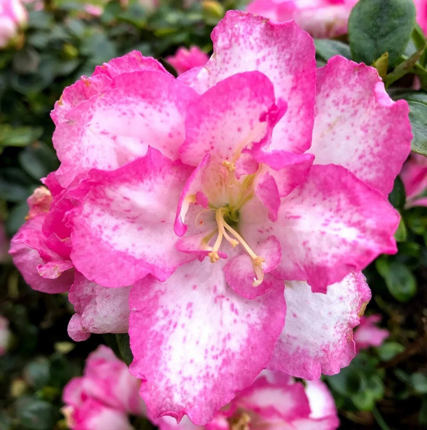 Seeds Azelia Flower Plant