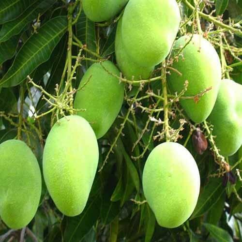 Seeds Sweet Green Mango(Kaccha Mitha Aam) Live Grafted Plant
